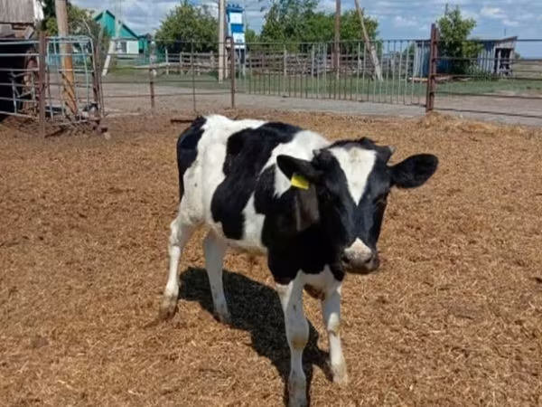 公牛, Russian Black pied cattle — 俄罗斯