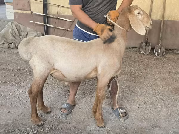 كبش, الأغنام — قيرغيزستان