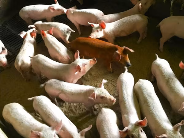 母猪, Pigs