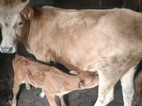 Vaca, Ganado vacuno — foto 2