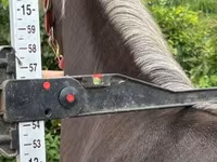 母马, Rocky Mountain Horse — 照片 3