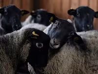 نعجة, Katum sheep — الصورة 5
