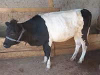 母牛, Cattle — 照片 4