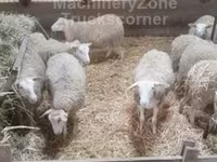 母羊, Sheep — 照片 4