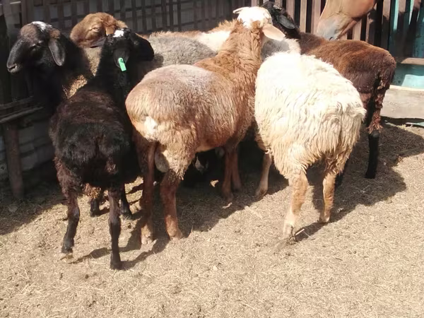 公羊, Sheep
