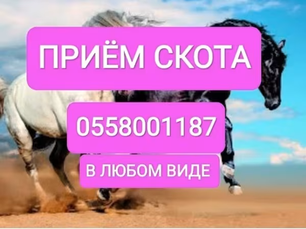 Cattle