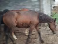 公马, Horse breed — 照片 8