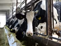 公牛, Holstein breed — 照片 5