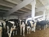 Vaca, Raza Holstein — foto 5