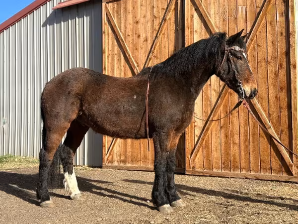 公马, Mustang