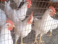 Leghorn — photo 2