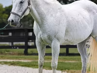 घोड़ा, National Show Horse — फ़ोटो 3