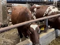 公牛, Holstein breed — 照片 8