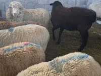 Widder, Hissar sheep — Foto 6