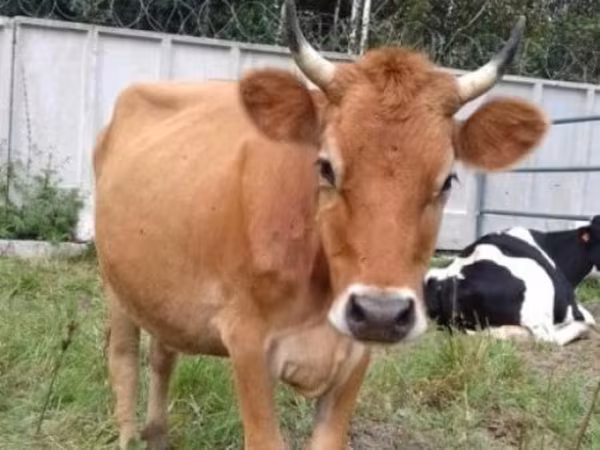 Cow, Jersey breed