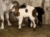 Billy Goat, Kamori goats — photo 5