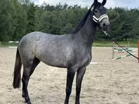 母马, Horses — 照片 3