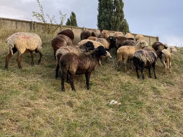 母羊, Sheep