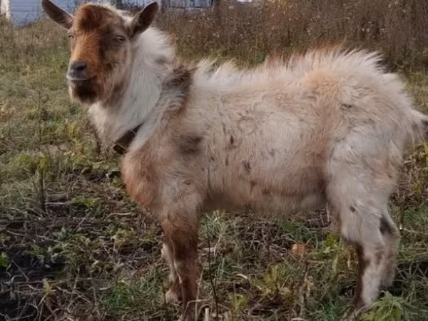 公山羊, Goats — 俄罗斯