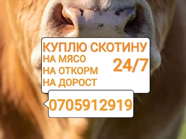 Частное лицо, Колбасный цех : Коровы, быки, Лошади, кони, | Круглосуточно, Любое состояние, Забитый