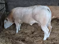 公牛, Cattle — 照片 5