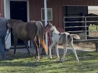 母马, Pinto horses — 照片 6