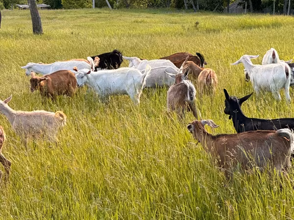 Goat, Goats