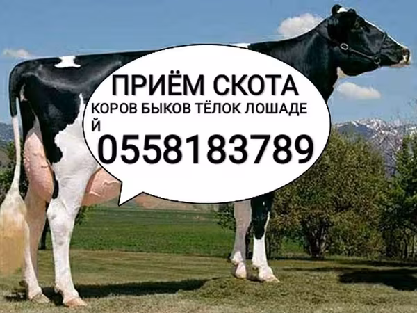 Holstein-Rasse