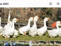 Geese — 照片 2