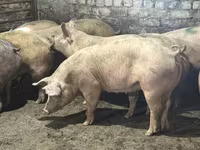 公猪, Pigs — 照片 3
