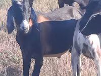公山羊, Nubian Goat — 照片 2
