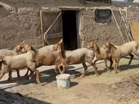 Sheep, Arashan sheep — photo 5