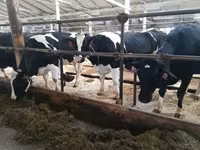 母牛, Swiss cattle — 照片 1