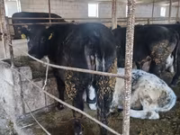 公牛, Belgian Blue — 照片 6