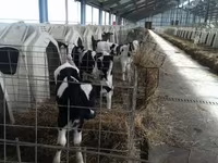 公牛, Holstein breed — 照片 1