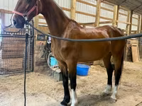 母马, Dutch warmblood horse — 照片 4