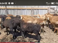 Ram, Kazakh fat-tailed coarsewool sheep — photo 4