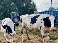 Toro, Raza rojo-moteada — foto 6