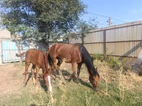 母马, Thoroughbred horse — 照片 4