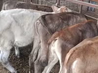 Cow, Simmental cattle — photo 3