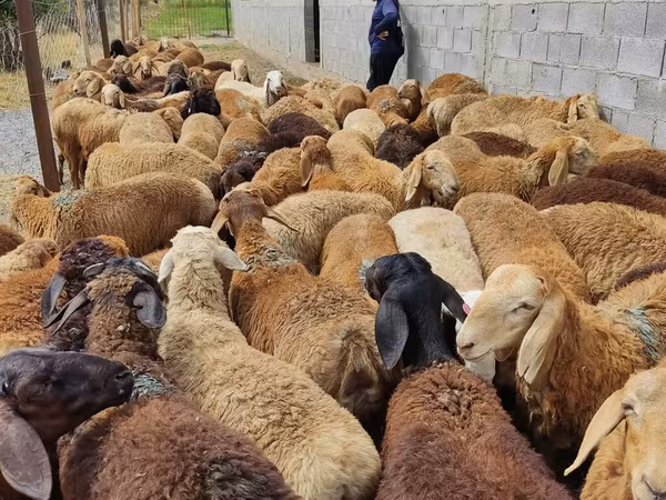 Sheep