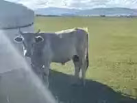 公牛, Cattle — 照片 2