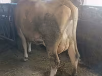 Cow, Swiss cattle — photo 4