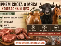 母牛, Cattle — 照片 2