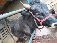公牛, Cattle — 照片 4