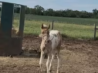 母马, Pinto horses — 照片 8