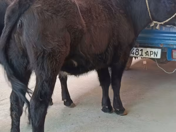 母牛, Aberdeen-Angus