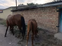 母马, Thoroughbred horse — 照片 4