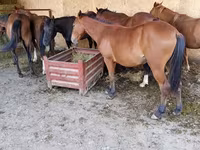 公马, Horses — 照片 3