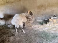 मेढ़ा, Rhon sheep — फ़ोटो 3